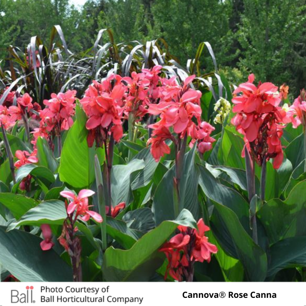 Cannova® Rose Canna in a garden with grasses