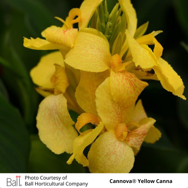 Cannova® Yellow Canna