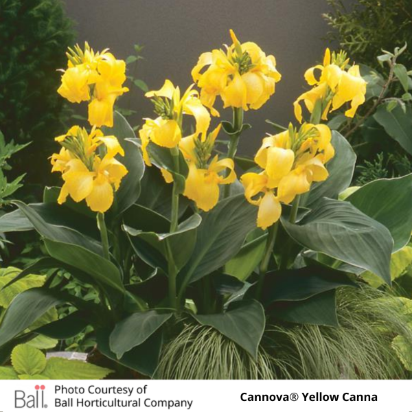 Potted Cannova® Yellow Canna with grass