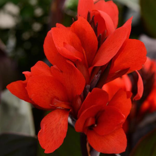 Canna Cannova®