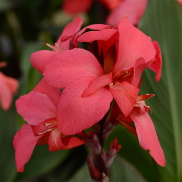 Canna Cannova®