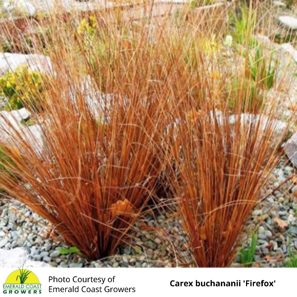 Carex buchananii Firefox