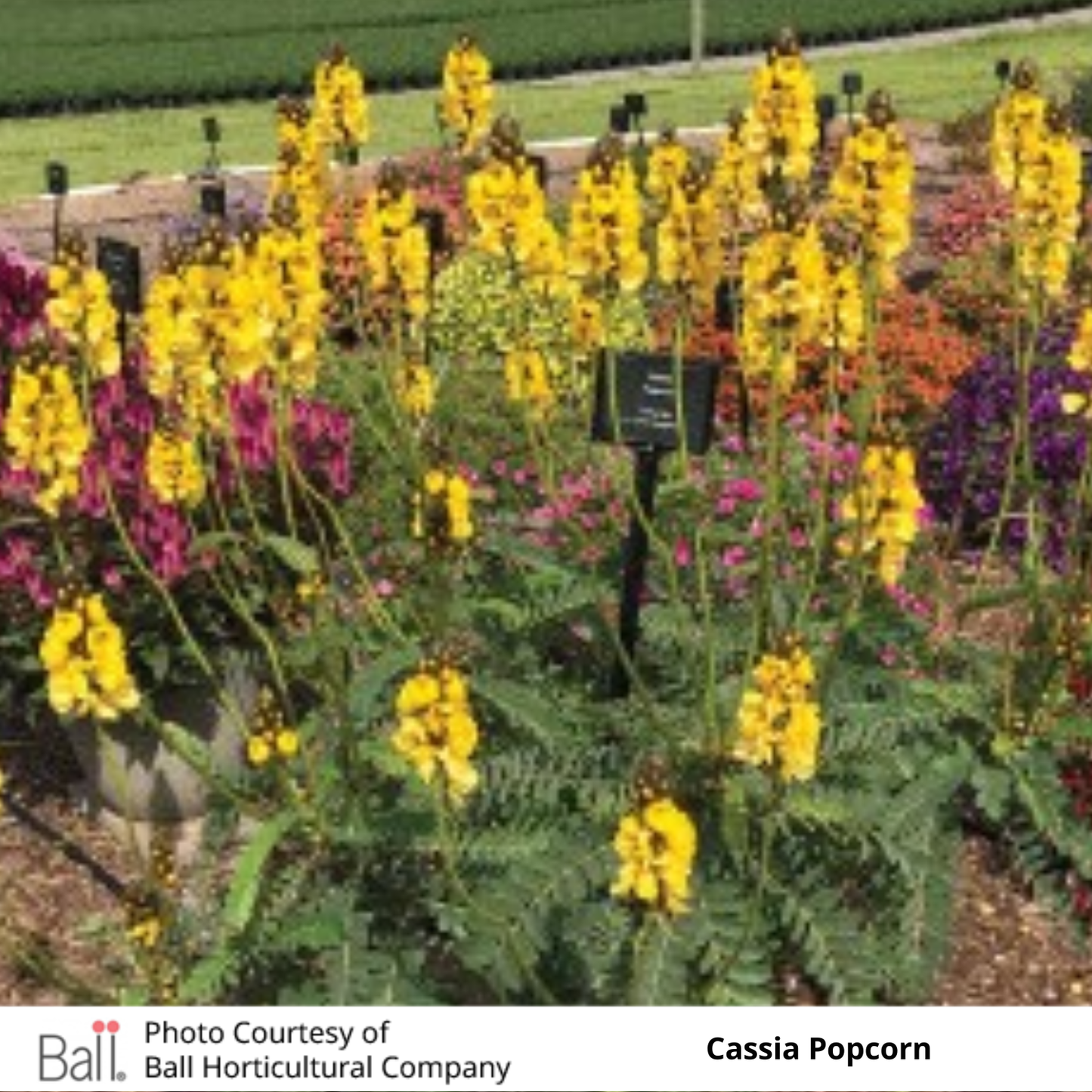 Cassia Popcorn Plant