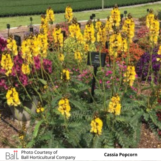 Cassia Popcorn Plant