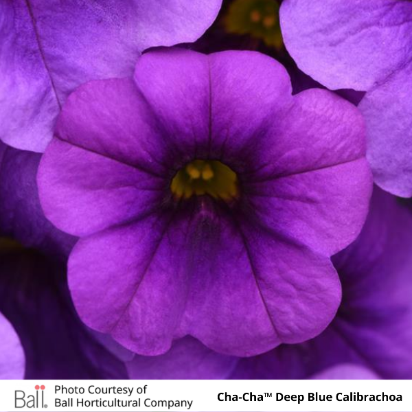 Cha-Cha Deep Blue Calibrachoa