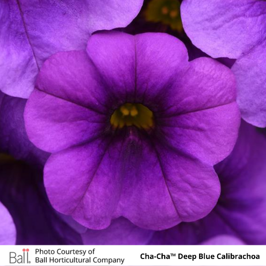 Cha-Cha Deep Blue Calibrachoa