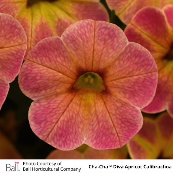 Cha-Cha Diva Apricot Calibrachoa