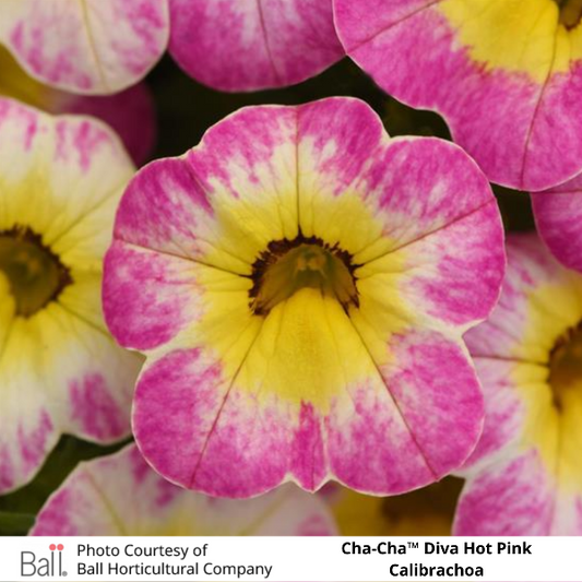 Cha-Cha Diva Hot Pink Calibrachoa