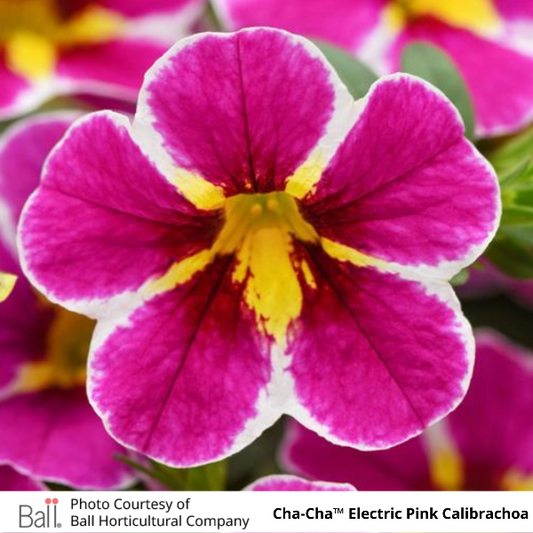 Cha-Cha Electric Pink Calibrachoa
