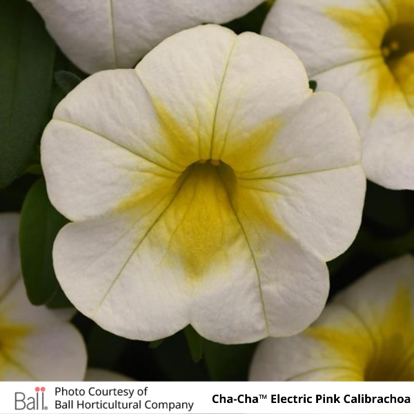 Cha-Cha Frosty Lemon Calibrachoa