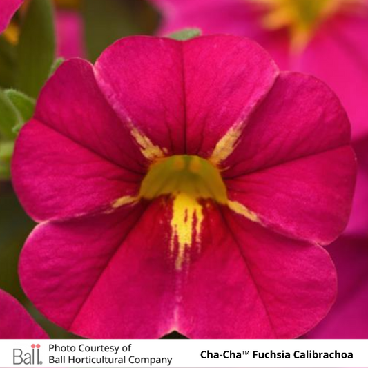 Cha-Cha Fuchsia Calibrachoa
