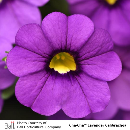 Cha-Cha Lavender Calibrachoa
