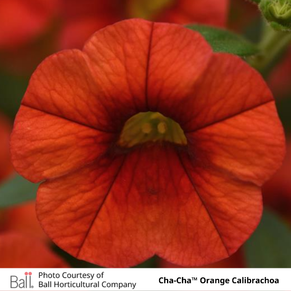 Cha-Cha Orange Calibrachoa