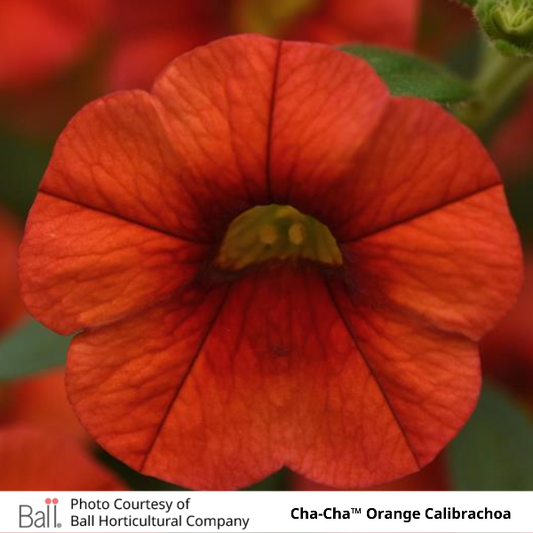 Cha-Cha Orange Calibrachoa