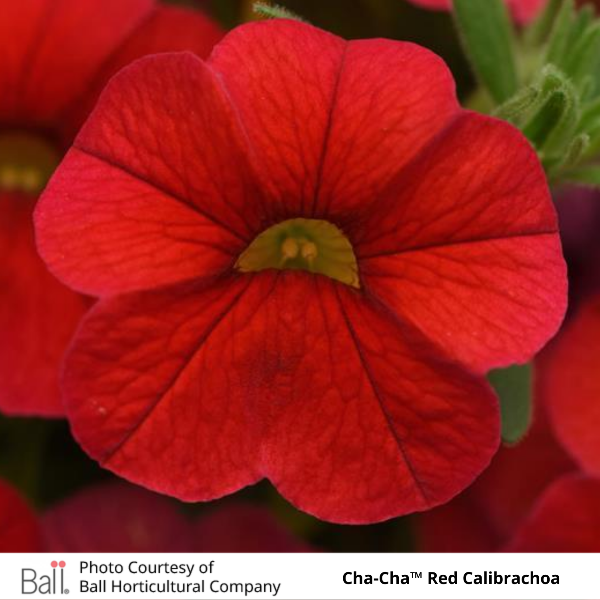 Cha-Cha Red Calibrachoa