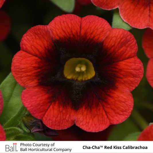 Cha-Cha Red Kiss Calibrachoa