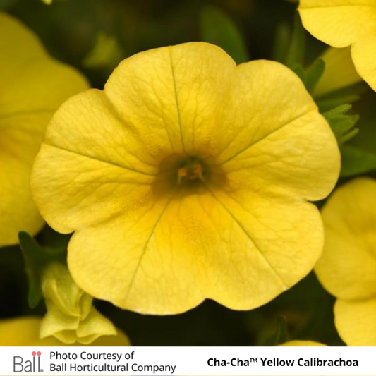 Cha-Cha Yellow Calibrachoa