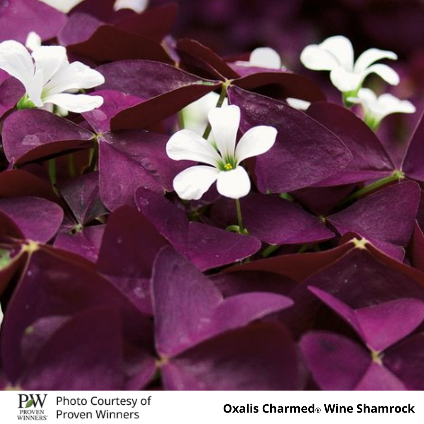 Oxalis Charmed Wine