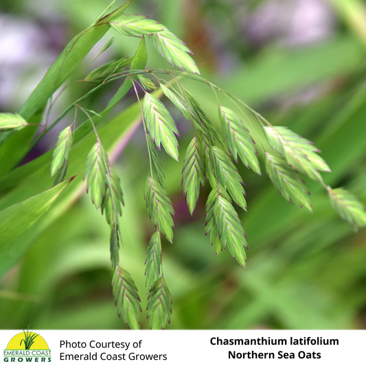 Grass Chasmanthium latifolium Northern Sea Oats
