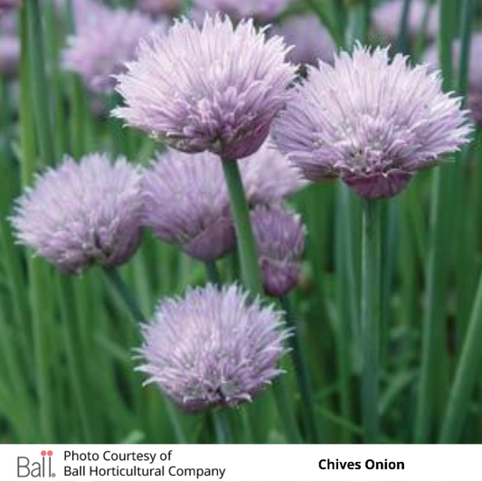 Chives