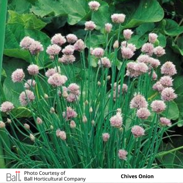 Chives