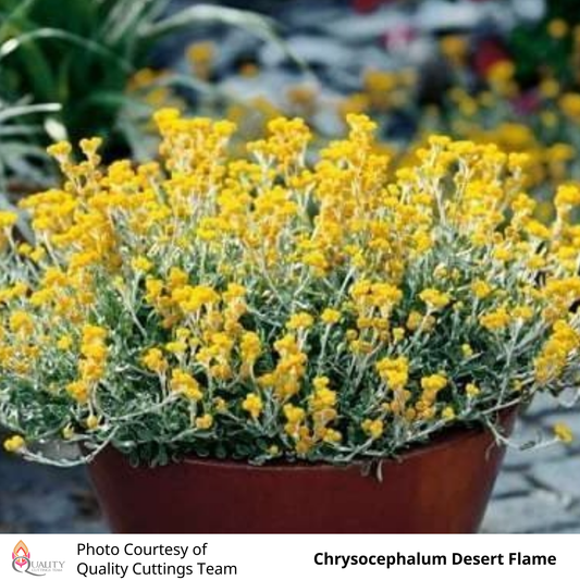 Chrysocephalum Desert Flame