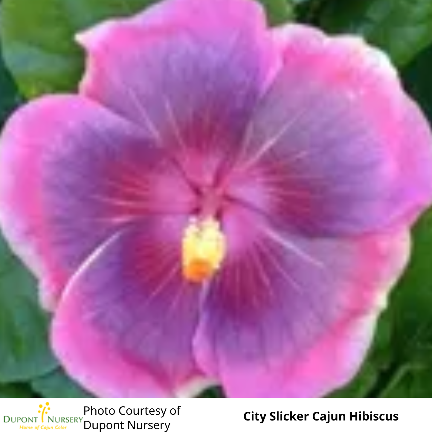 Hibiscus (Tropical)