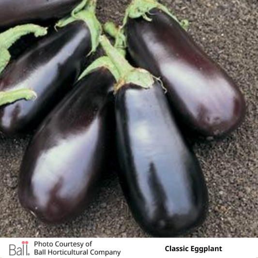 Eggplant Classic