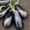 Teardrop Purple