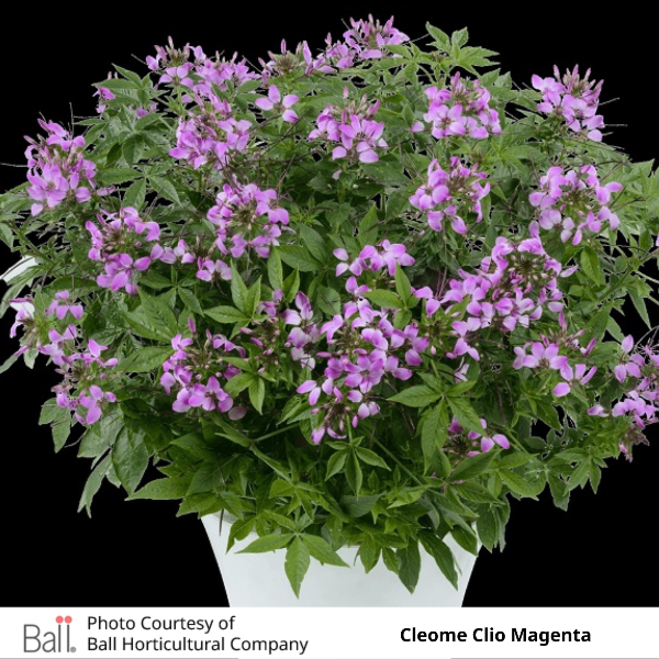 Cleome Clio Magenta