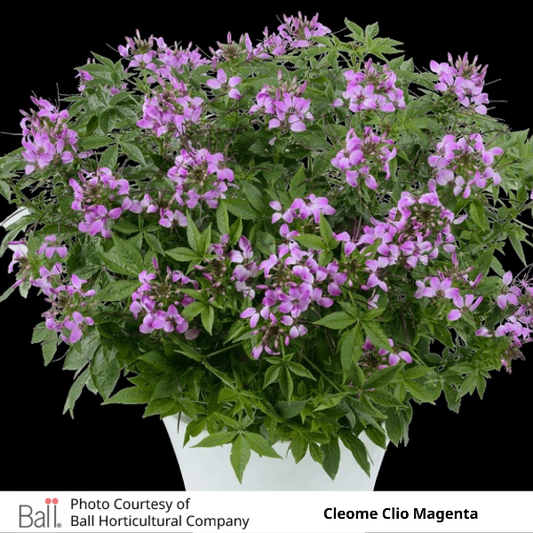 Cleome Clio Magenta