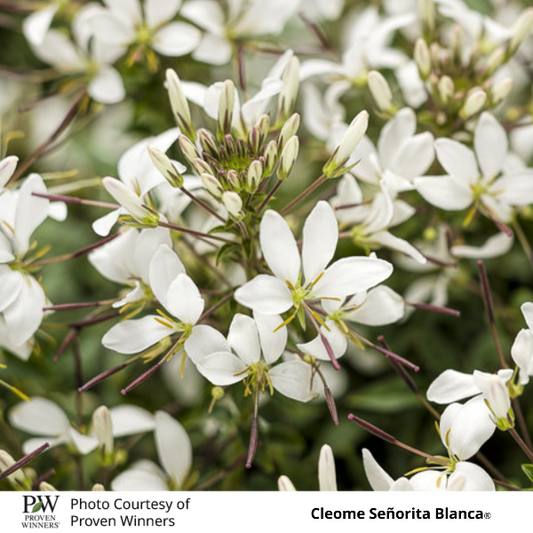 Cleome Senorita Blanca