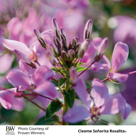 Cleome Senorita Rosalita