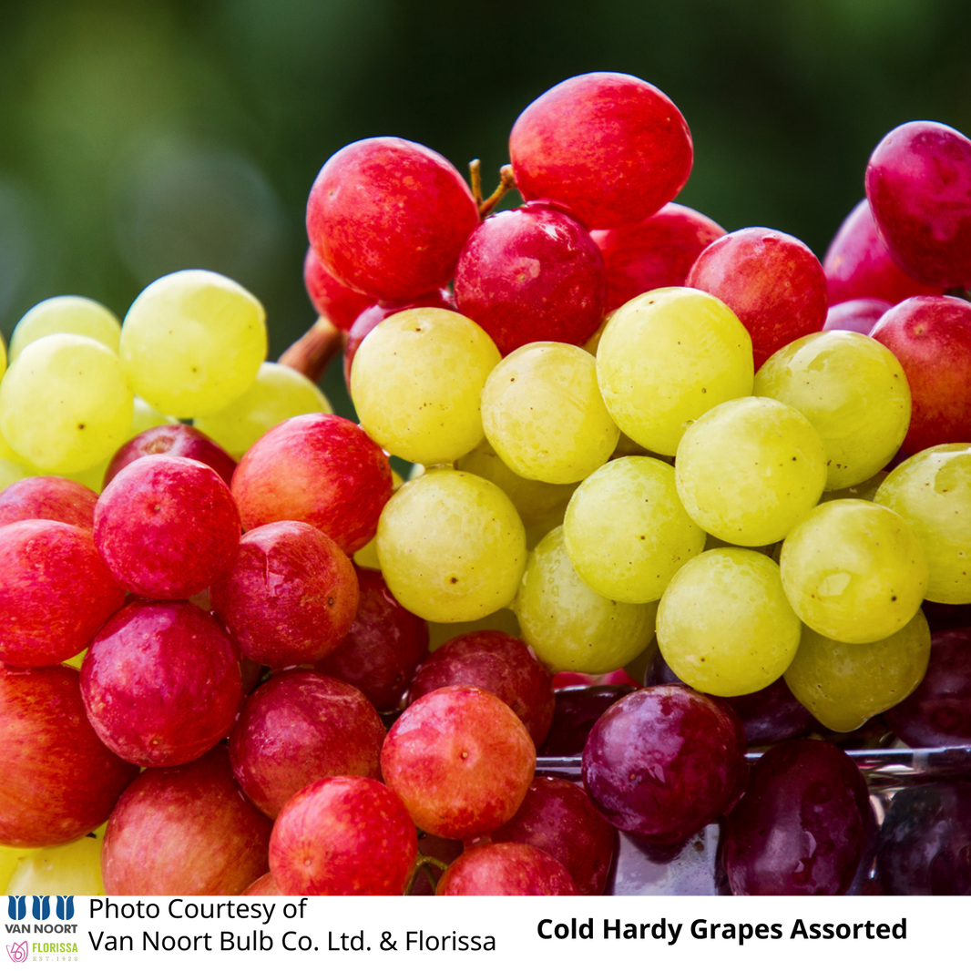 All Fruits and Vegetables – Glenlea Greenhouses
