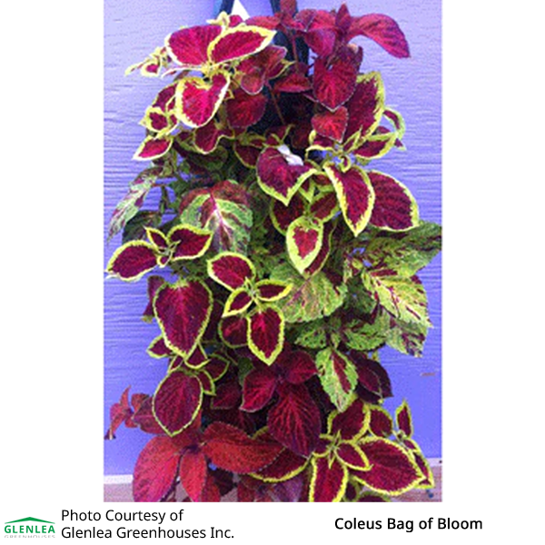 Coleus Bag of Bloom