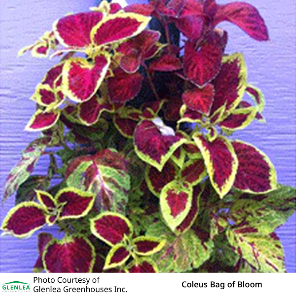 Coleus Bag of Bloom