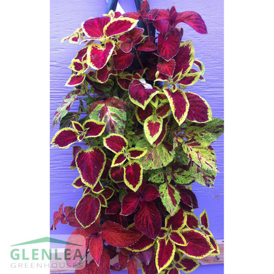 Coleus Bag of Bloom