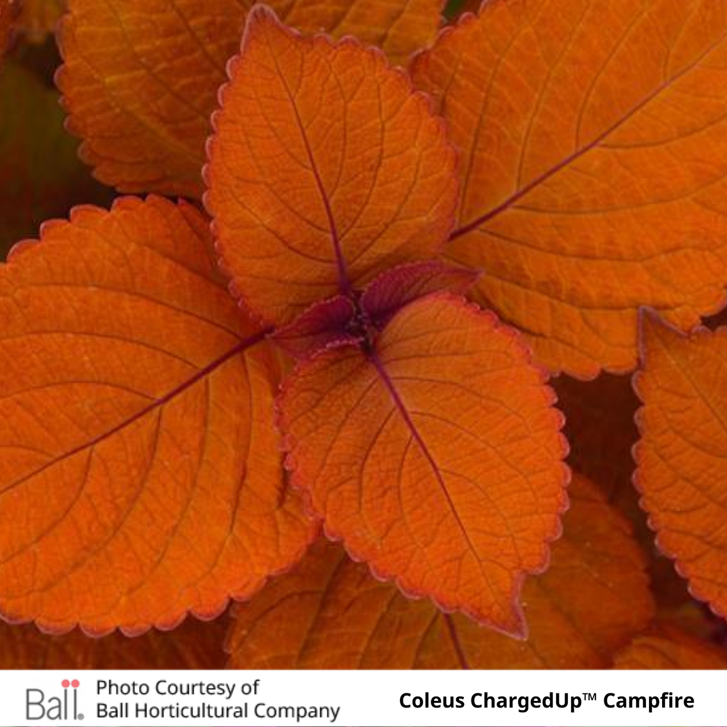 Coleus ChargedUp™
