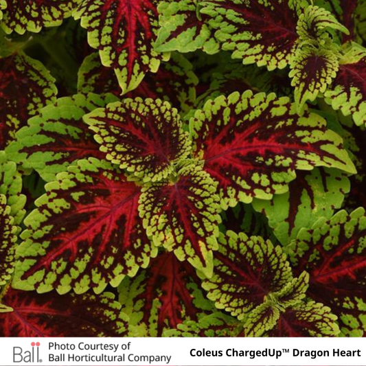 Coleus ChargedUp™