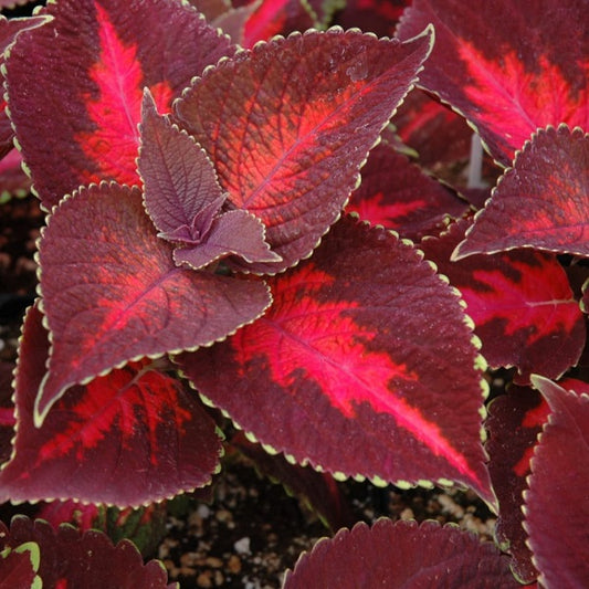 Coleus Kingswood Torch
