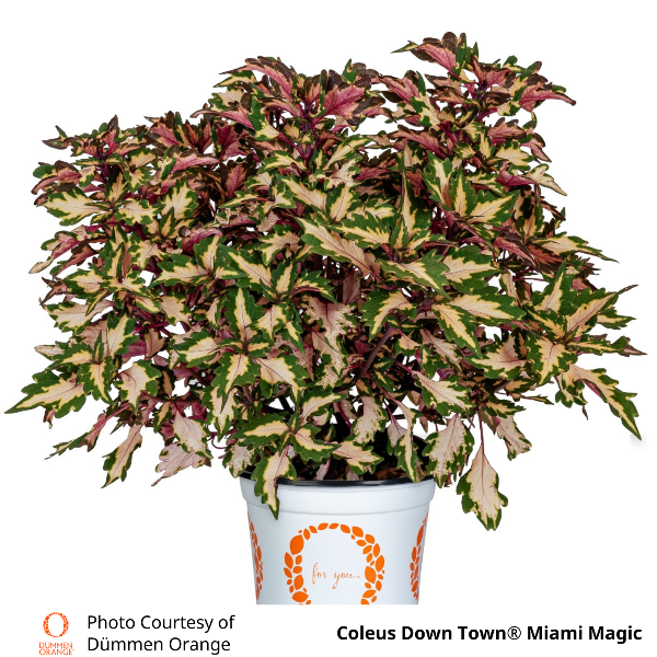 Coleus Down Town Miami Magic