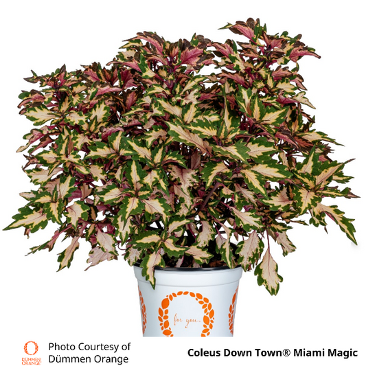 Coleus Down Town Miami Magic