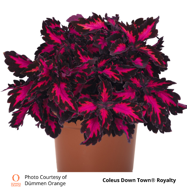 Coleus Down Town Royalty