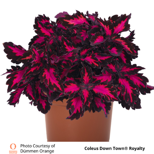 Coleus Down Town Royalty