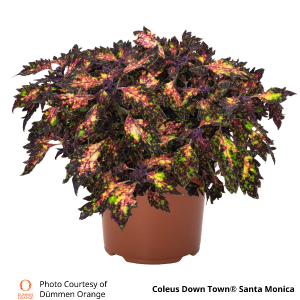 Coleus Down Town Santa Monica