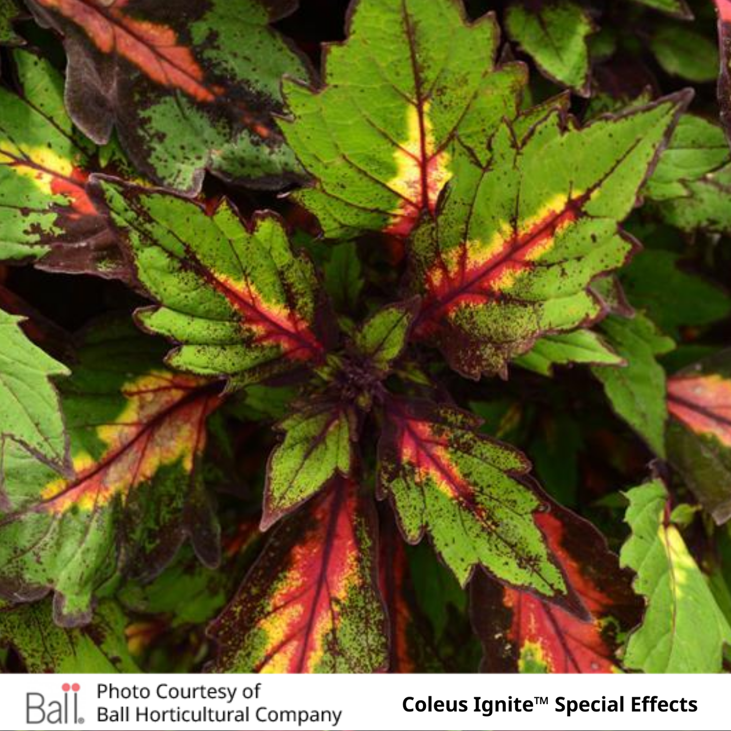 Coleus Ignite™