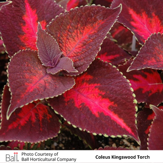 Coleus Kingswood Torch