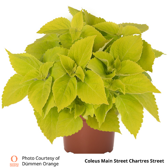 Coleus Main Street Chartres Street