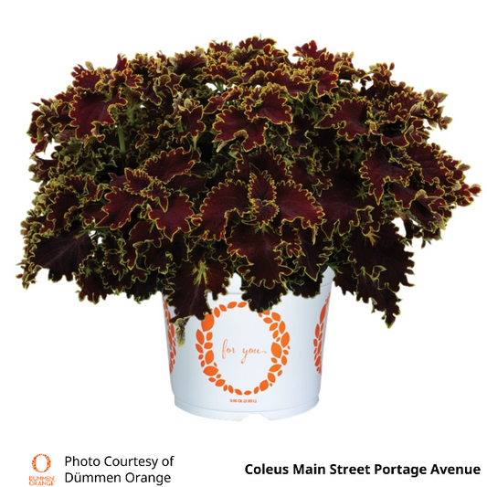 Coleus Main Street Portage Avenue