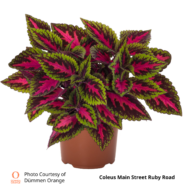 Coleus Main Street Ruby Road